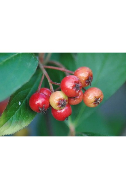 Аронія червона Брілліант плоди